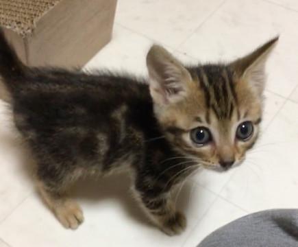 生後2ヶ月元気いっぱいヤンチャ君