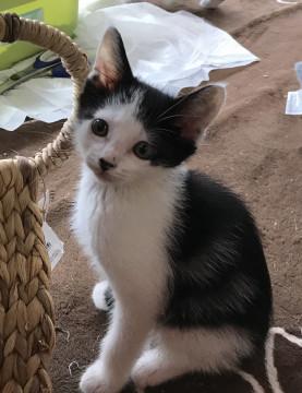 お鼻のブチがチャームポイント白黒くん