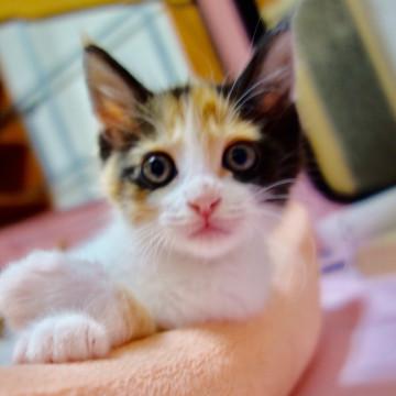 警察から保護された3兄妹・ミミィちゃん