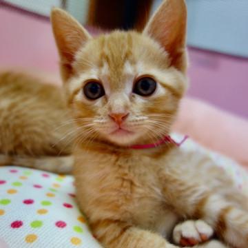 警察から保護された兄妹・チャーミーちゃん