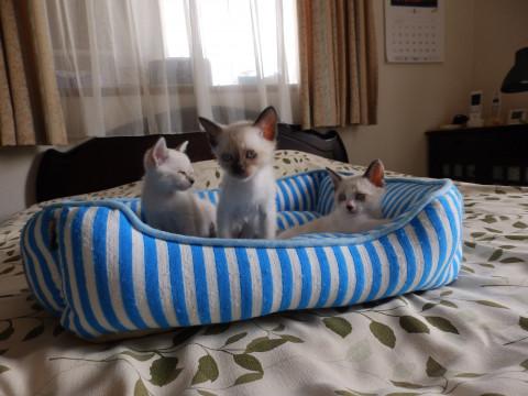 かわいいシャム系ミックスの子猫です。