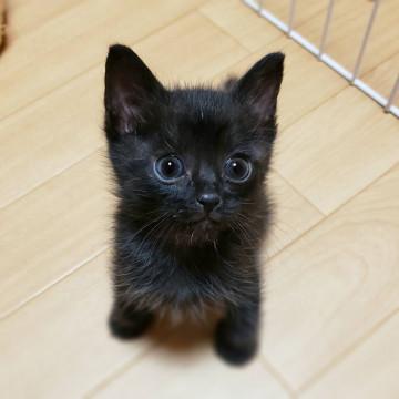 お膝が大好き♡甘えん坊さん