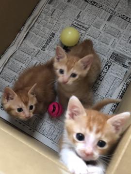 体はちっこいけど、ご飯はモリモリ