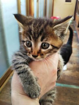 イケメンキジトラのおうくん