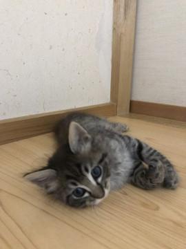 もう少しで離乳の男の子♂
