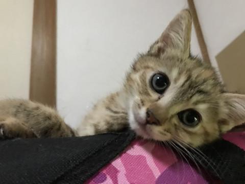 2ヶ月のキジトラ♀