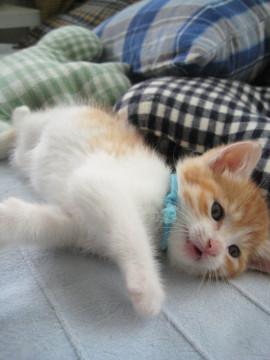 人なつこい癒し系男子