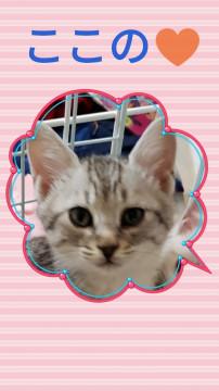 ボクも　早く本当の家族が欲しいなあ