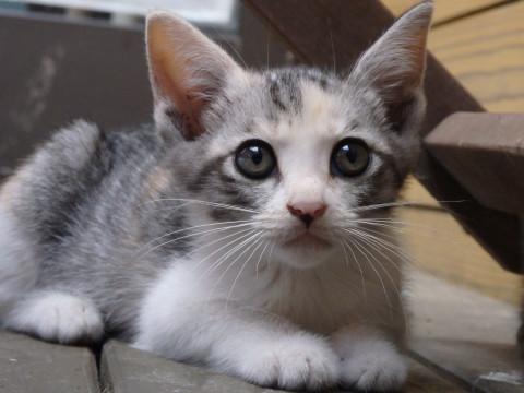 地域猫保護 ミケ猫＊茶トラ三兄妹