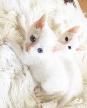 子猫★白米ず①(55)