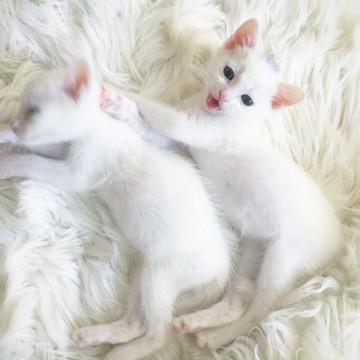 子猫★白米ず②(56）