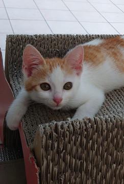 可愛い茶チャシロ女の子 動画あり