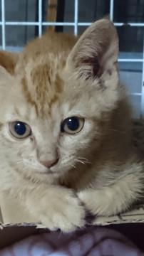 よくなつく茶とらの女の子