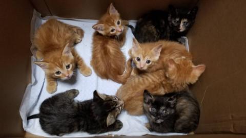 かわいい♥️8頭兄妹です