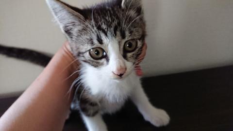 生後2.5ヶ月☆キジシロきじ太くん