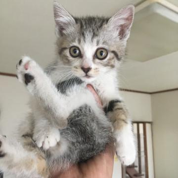おっとりとな可愛さ抜群のサバシロちゃん