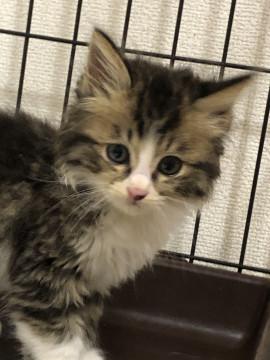 ふわっと もふもふ キジ白ぼうや♬