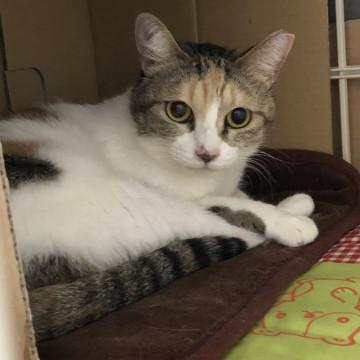 ツンデレ三毛猫菜々子ちゃん