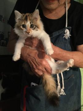 ふわふわ三毛ちゃん