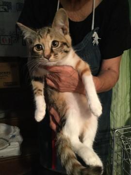 縞模様の三毛ちゃん