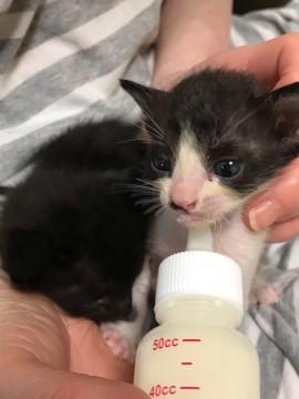 可愛いはちわれ子猫ちゃん