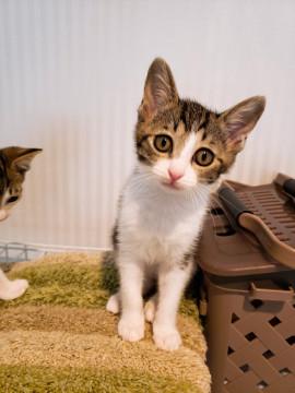 優しい女の子きじ白ちゃん