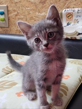 グレー女子500グラム