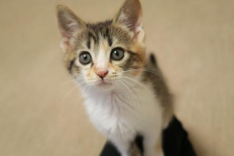 美人の三毛猫ちゃん