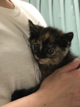 可愛い子猫