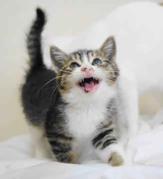 1kgのおっとり男子☆おーちゃんです