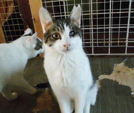動画あり★お風呂をたしなむ猫