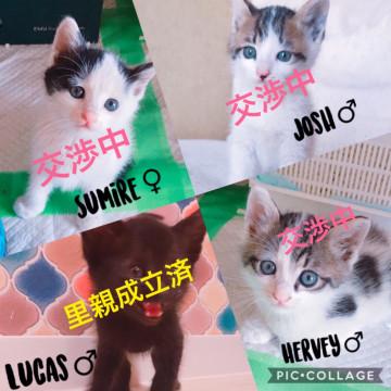 【急募！】元気いっぱい４兄弟