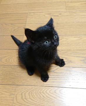 黒子猫 ロイ君