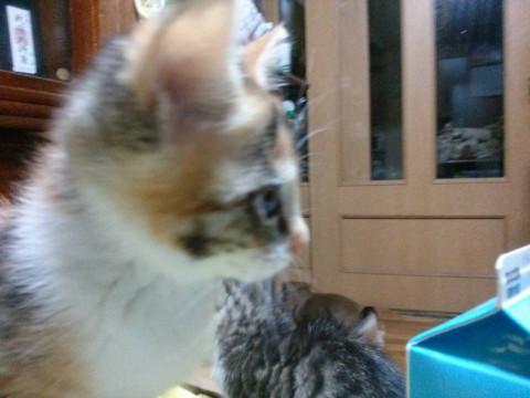 可愛い三毛ちゃん