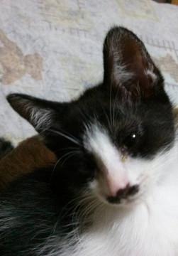 可愛いハチワレ