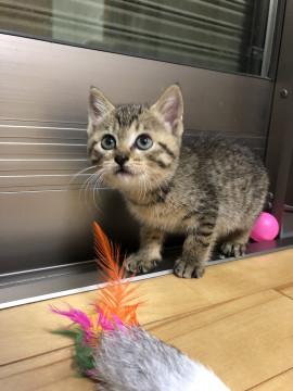 ちいさな キジトラお嬢♬