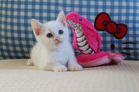 白くて可愛い女の子