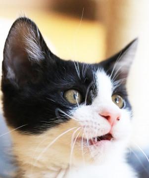 ハチワレ☆イケメン♡人も猫も遊びも大好き