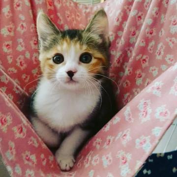 千葉県白井市/甘えん坊ロッテちゃん