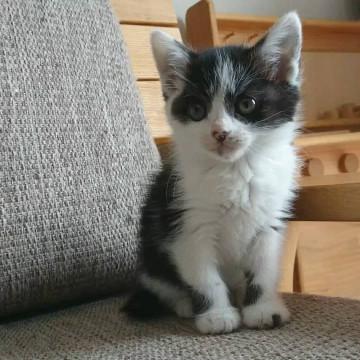 千葉県白井市/半長毛のルルちゃん