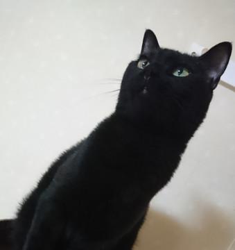 人馴れ抱っこOK 賢く優しい美猫くん