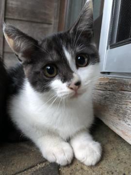 透明感のある美少年 甘えん坊で遊び大好き