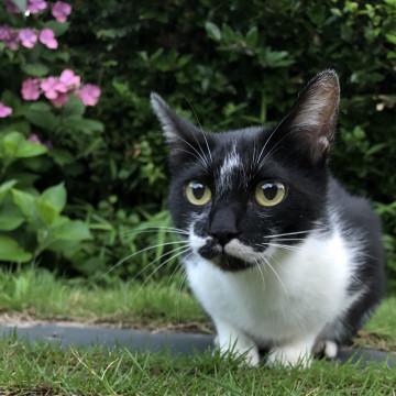 人が大好き 子どもとも遊べる甘えん坊