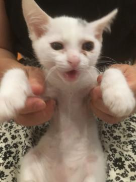 白地にグレー柄、可愛らしい女の子