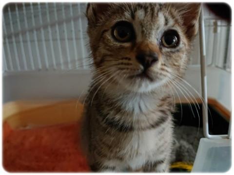 可愛い麦わらニャンコ