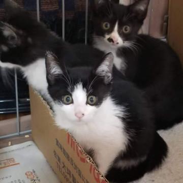 可愛いです（右上の子）