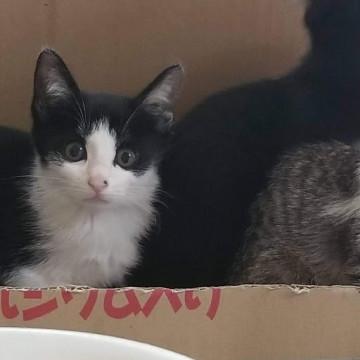 可愛いです　黒白