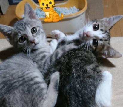 ｲﾀｽﾞﾗっ子！サバトラ♀945ｸﾞﾗﾑ