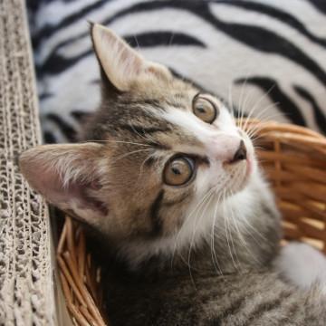 ぼく、ふつうにイケメンです。