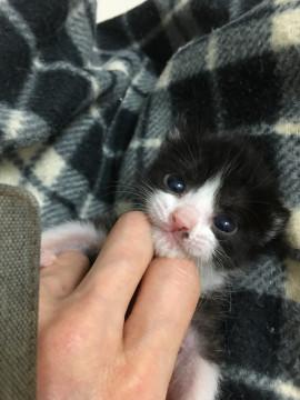 生後3週 白黒猫くん♂ 里親募集中